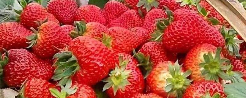 草莓夏天怎么管理 草莓夏天怎么种植