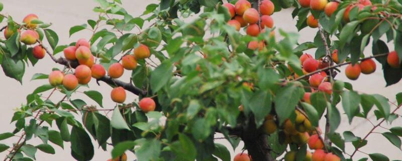 杏树修剪时间和方法（桃树夏季修剪时间和方法）