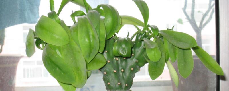 养植物玉麒麟的忌讳（家里为什么不能随便养麒麟花）