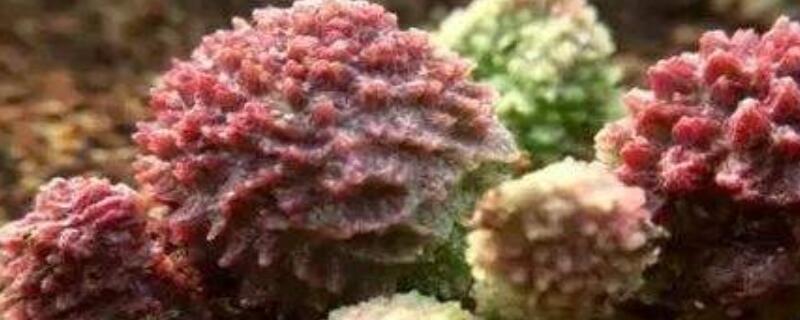 朱紫玉怎么浇水 朱紫玉怎么养