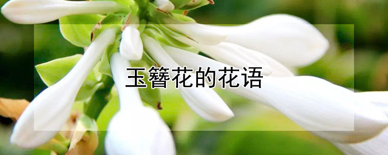 玉簪花的花语 白色玉簪花的花语