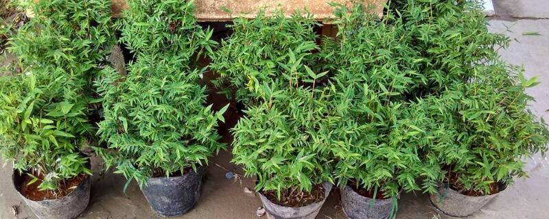 米竹的栽培方法 米竹的栽培方法和技术