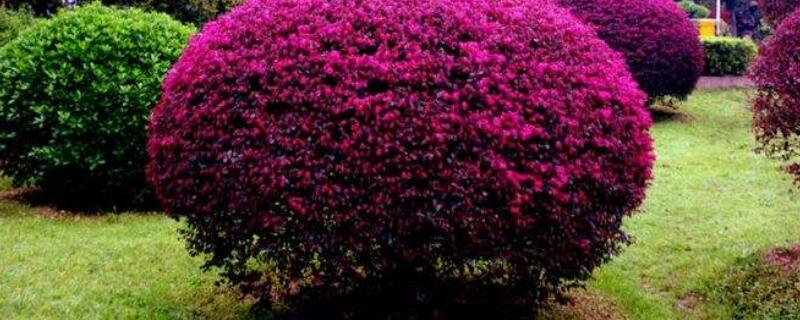 红花檵木的修剪方法（红花檵木怎么造型）