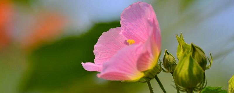 芙蓉花怎么养 出水芙蓉花怎么养