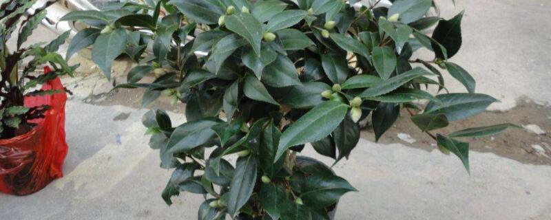 盆栽香茶花怎么养（盆栽香茶花怎么养护和管理）