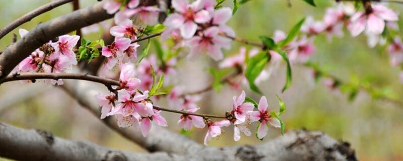 桃树开花能浇水吗（桃树开花能浇水吗视频）