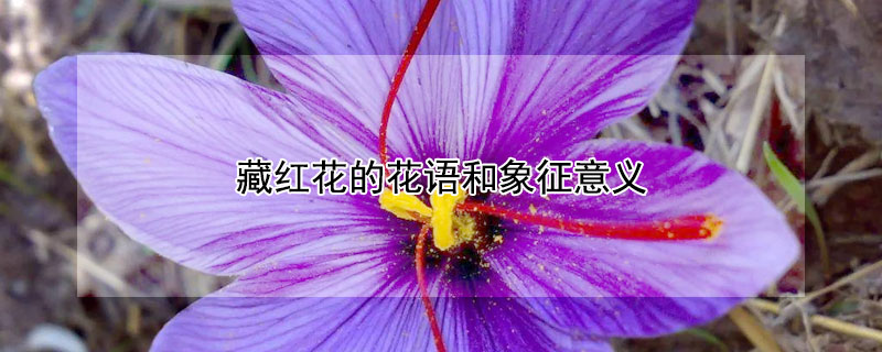 藏红花的花语和象征意义（藏红花花语是什么）
