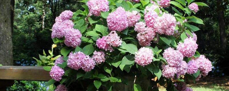 绣球只长叶子不开花（绣球只长叶子不开花是怎么回事）