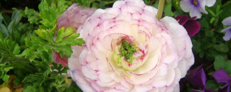 花毛茛怎么修剪 花毛茛怎么修剪残花