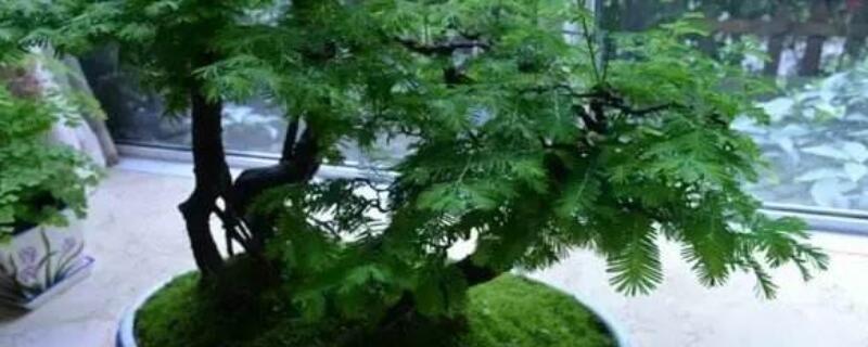 水杉盆景怎么浇水（水杉盆景怎么浇水最好）