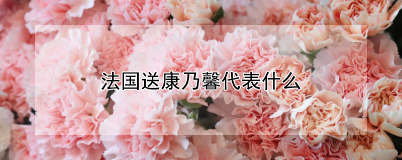 法国送康乃馨代表什么 在法国送康乃馨为什么要挨打