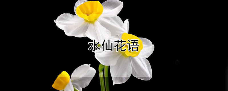 水仙花语（水仙花语和象征意义）