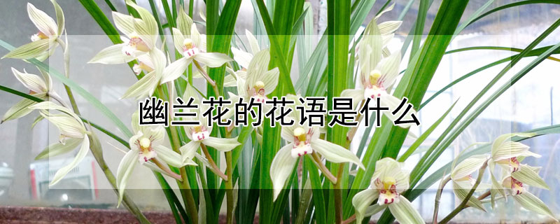 幽兰花的花语是什么（幽兰花简介）
