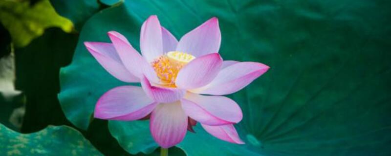 水芙蓉叶子边缘发黄（水芙蓉叶子边缘发黄怎么回事）