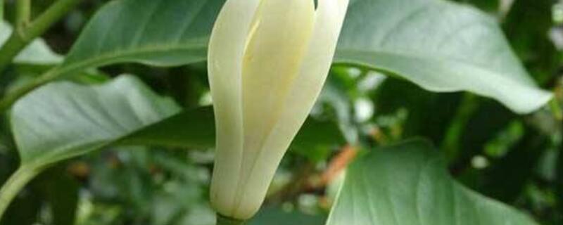 白兰花换盆后养护 白兰花换盆后养护方法