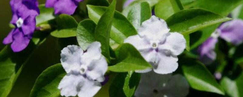 双色茉莉如何养爆盆（双色茉莉怎么养好）