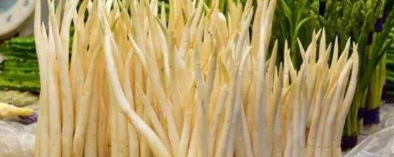 象牙菜是什么植物 象牙菜是什么植物类型