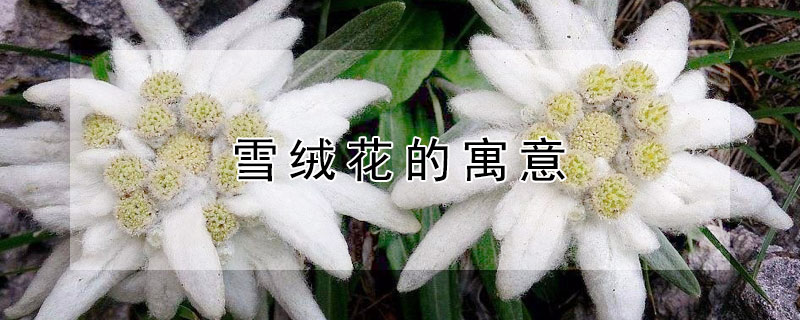 雪绒花的寓意（雪绒花的花语和象征）