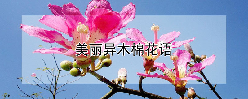 美丽异木棉花语（美丽异木棉 棉花）