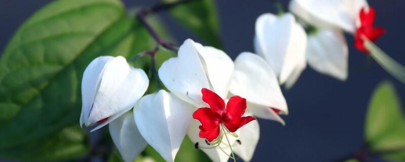 龙吐珠花没开骨朵就掉 龙吐珠花没开就掉了怎么回事