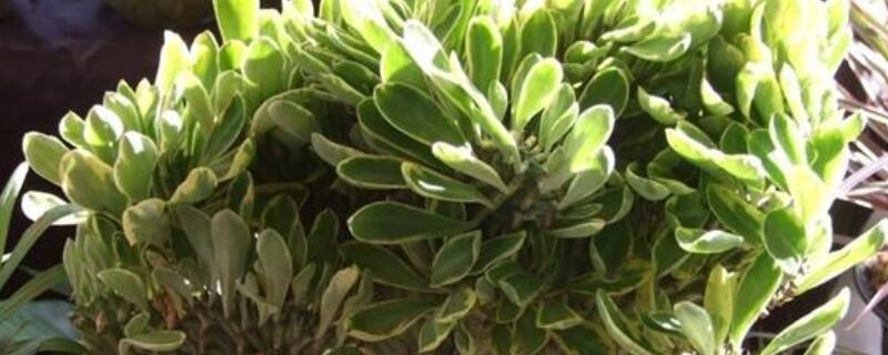 玉麒麟怎样长得快 玉麒麟怎样长得快些