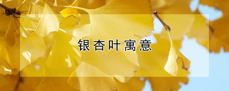 银杏叶寓意（银杏叶寓意和象征意义）