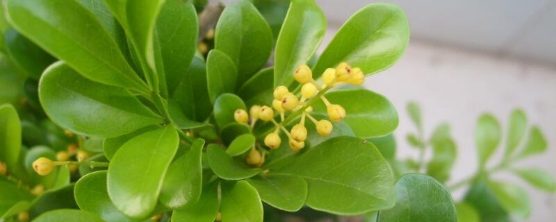 米兰花骨朵变黑 米兰花花骨朵黑了