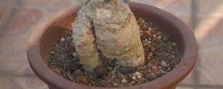 多肉植物火星人如何养 火星人绿植