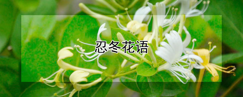 忍冬花语（忍冬花语坚韧耐严寒）