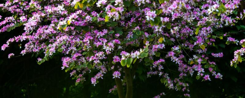 紫荆花是完全花吗 紫荆花是完全花吗为什么