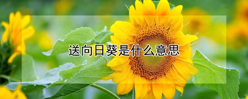 送向日葵是什么意思 情侣送向日葵是什么意思