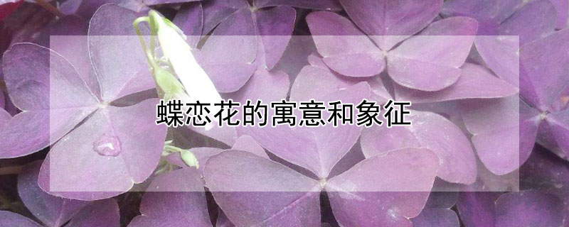蝶恋花的寓意和象征 蝴蝶在玄学里的寓意