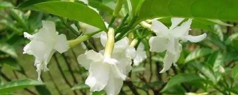 狗牙花修剪方法及时间（狗牙花怎么剪枝）
