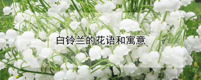 白铃兰的花语和寓意（白铃兰的花语和寓意和象征）