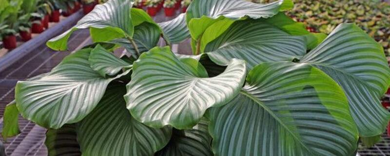 青苹果花的养殖方法 青苹果花的养殖方法和注意事项视频