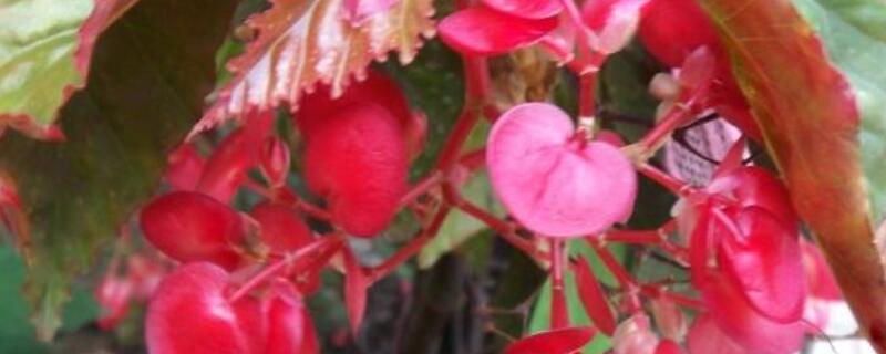 竹节海棠换盆后的养护 竹节海棠换盆后蔫了怎么办