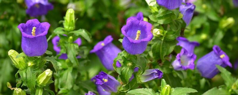 风铃花怎么浇水（风铃花怎么养护和浇水）