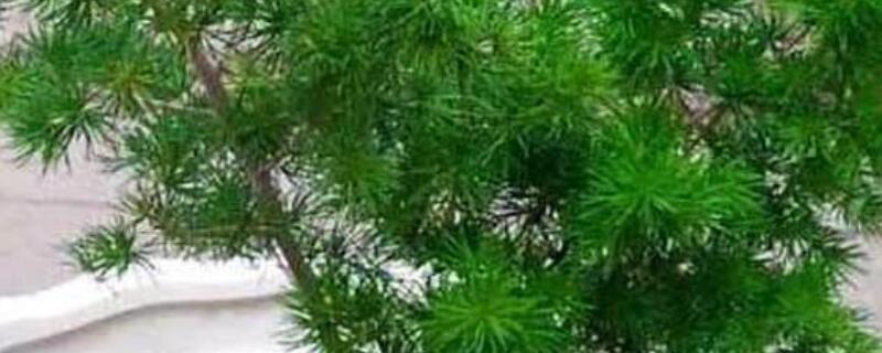蓬莱松怎么养能长粗（蓬莱松怎么养才能更旺盛）