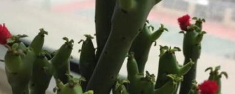 珊瑚棒的养殖方法和注意事项（珊瑚棒开花图片）