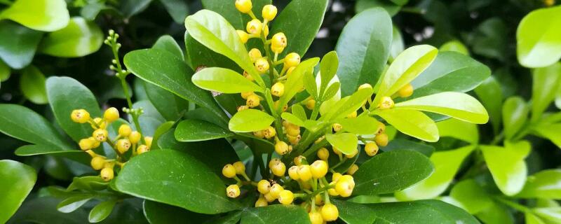 米兰花谢后怎么摘心（米兰花谢后怎么摘心快）