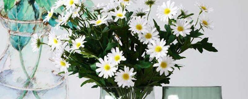 小雏菊鲜花怎么水养（小雏菊鲜花水养能养多久）