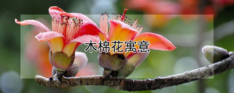 木棉花寓意 木棉花寓意着什么