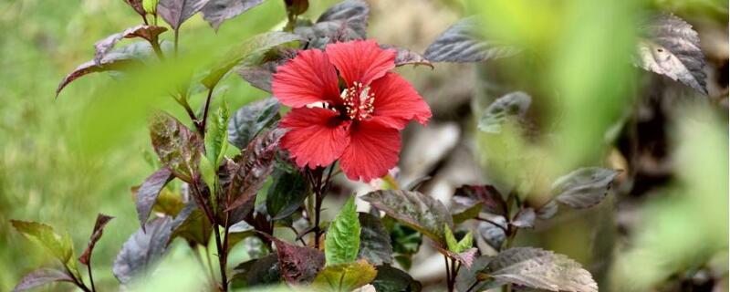 扶桑花什么季节修剪好 扶桑花什么季节修剪好活