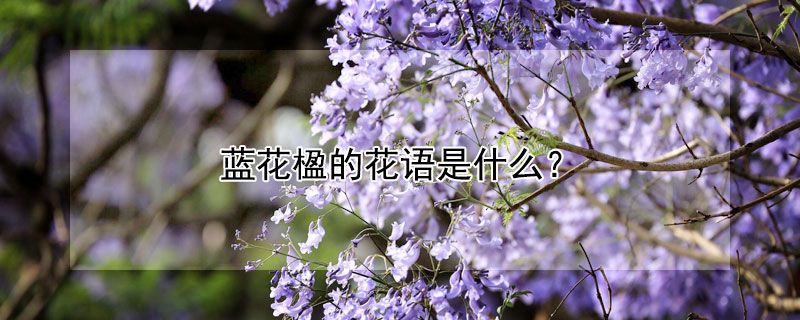 蓝花楹的花语是什么 蓝花楹的花语是什么,蓝花楹的寓意?