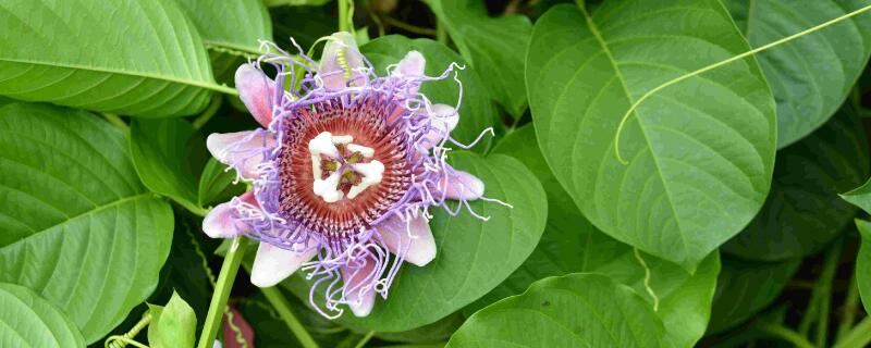 西番莲花的养殖 西番莲花的养殖技术