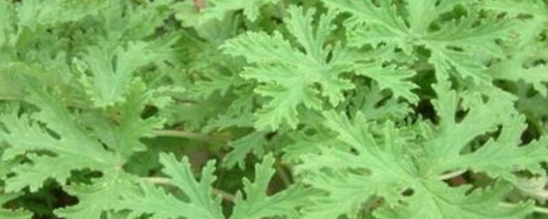 驱蚊草种子种法 驱蚊草种子怎么种植