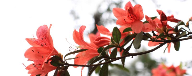 映山红桩皮青不发芽（映山红老桩发芽后枯萎怎么了）