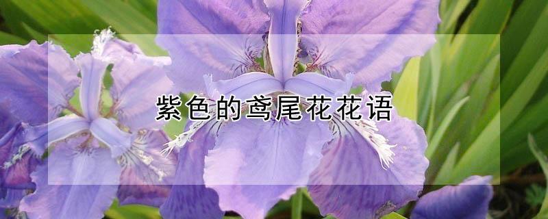 紫色的鸢尾花花语 紫色鸢尾花花语和寓意
