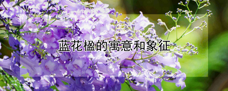蓝花楹的寓意和象征（蓝花楹树图片大全）