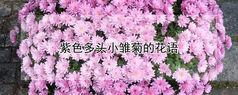 紫色多头小雏菊的花语（紫色多头小雏菊的花语和寓意）